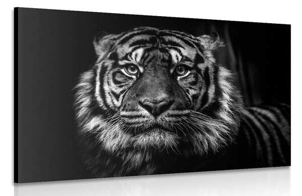Obraz tiger v čiernobielom prevedení