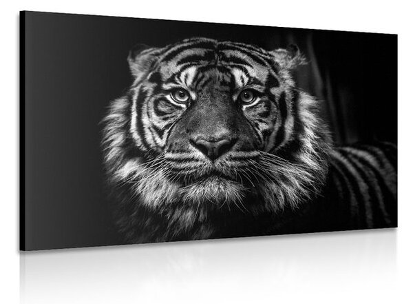 Obraz tiger v čiernobielom prevedení