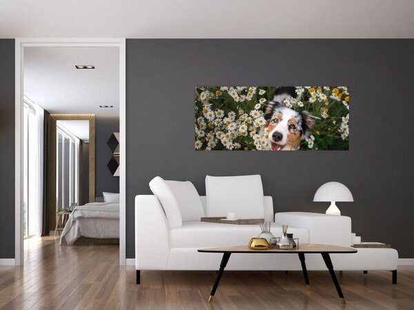 Obraz - Austrálsky ovčiak (120x50 cm)