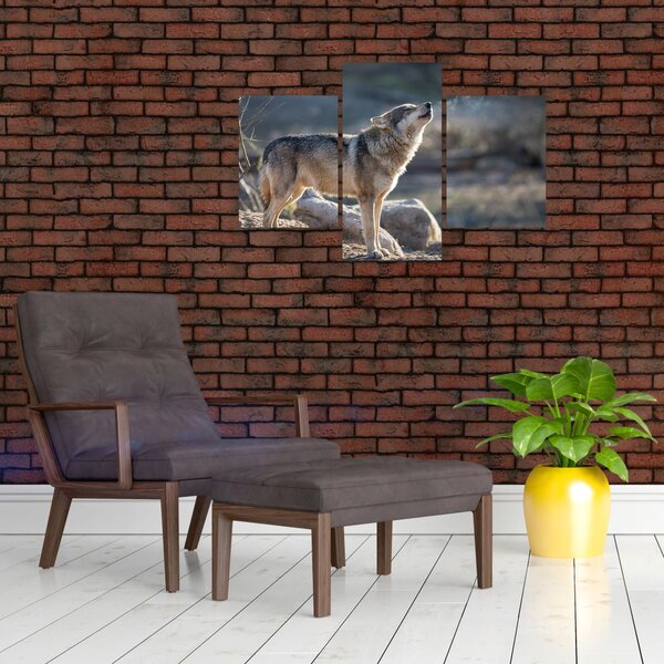 Obraz - Vyjúci vlk (90x60 cm)