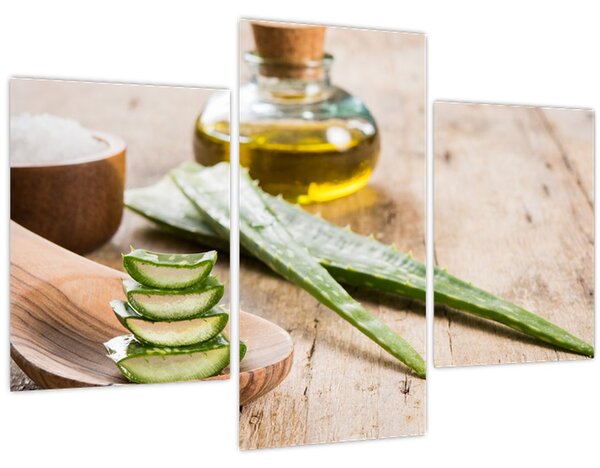 Obraz - Aloe vera (90x60 cm)