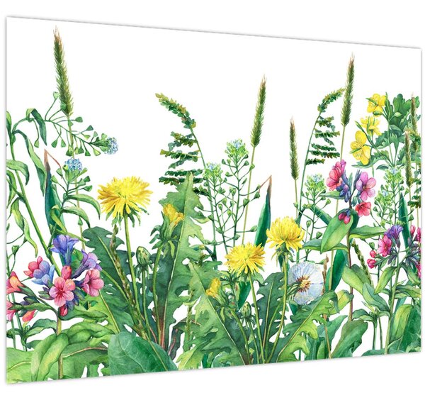 Obraz - Maľované lúčne kvety (70x50 cm)