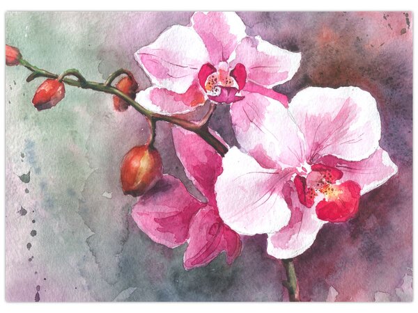 Obraz - Orchidey, aquarel (70x50 cm)