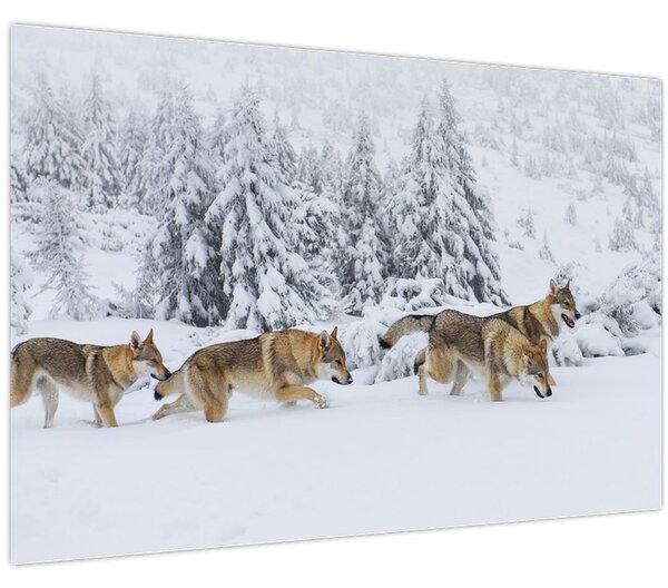Obraz - Vlci v horách (90x60 cm)