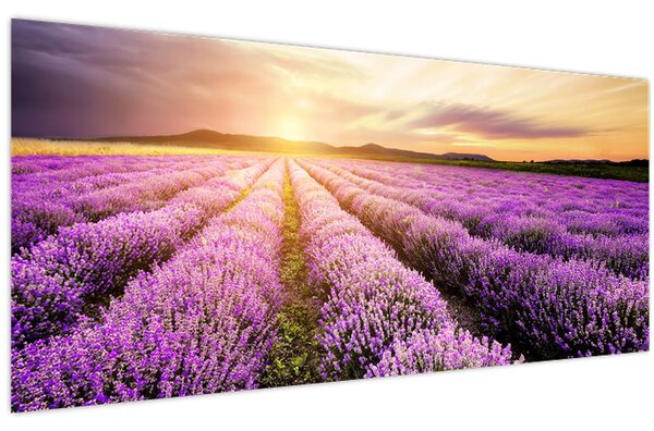Obraz - Východ slnka v levanduľovom poli (120x50 cm)