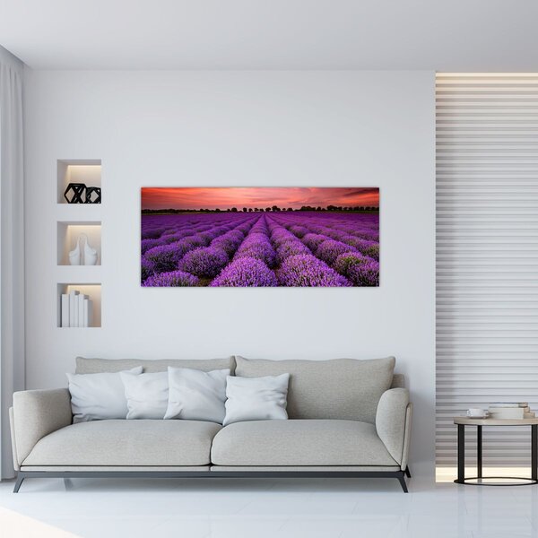 Obraz - Levanduľové pole (120x50 cm)