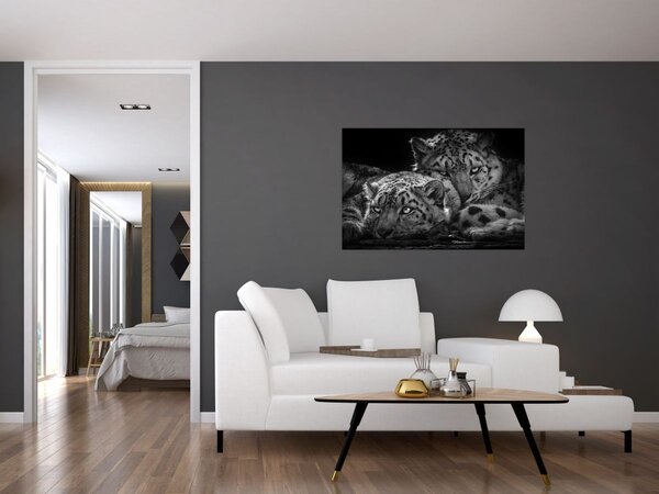 Obraz - Odpočívajúci gepardy (90x60 cm)
