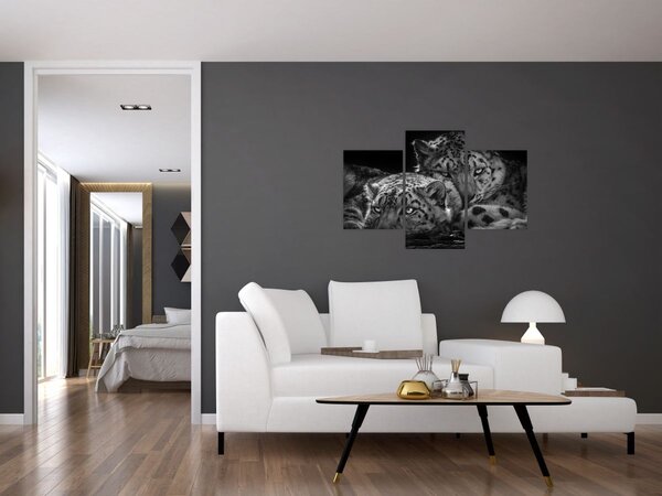 Obraz - Odpočívajúci gepardy (90x60 cm)