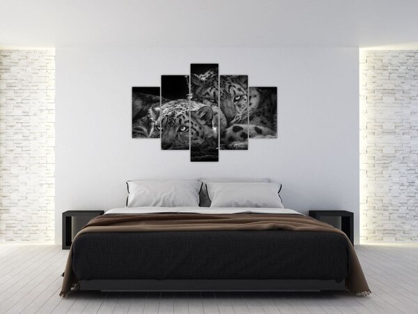 Obraz - Odpočívajúci gepardy (150x105 cm)