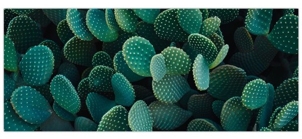 Obraz - Opuncie (120x50 cm)