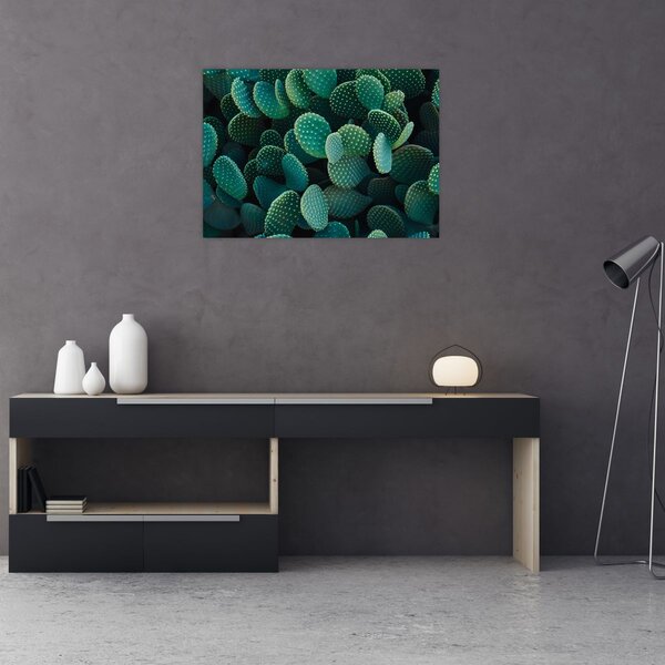 Obraz - Opuncie (70x50 cm)