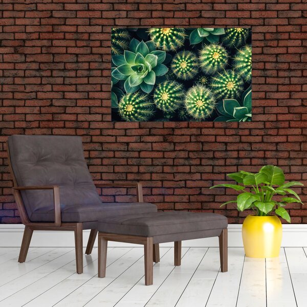 Obraz - Kaktusy (90x60 cm)