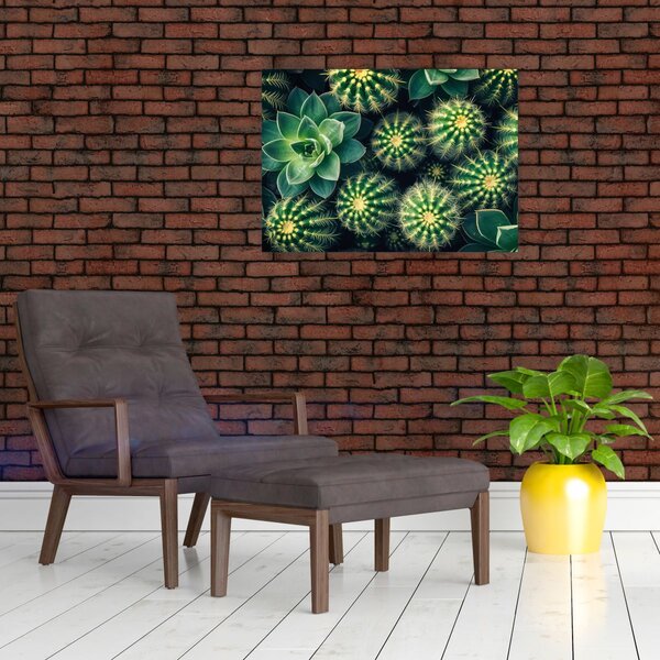 Obraz - Kaktusy (70x50 cm)