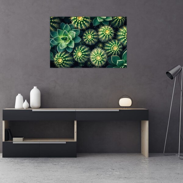 Obraz - Kaktusy (90x60 cm)