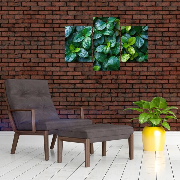 Obraz - Zelené rastliny (90x60 cm)