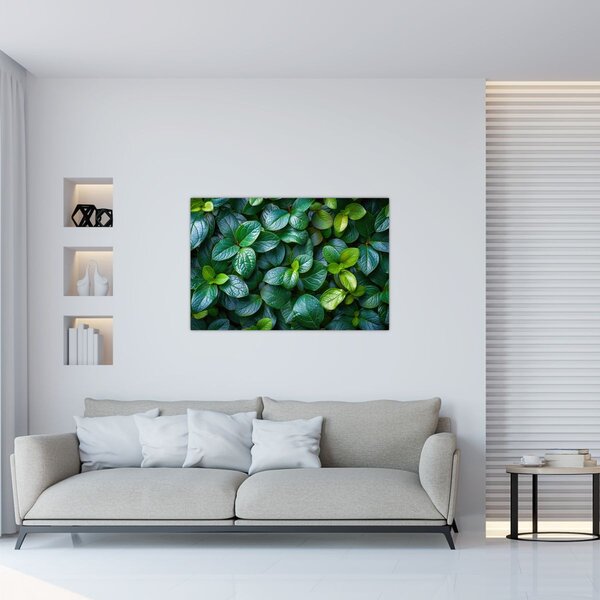 Obraz - Zelené rastliny (90x60 cm)