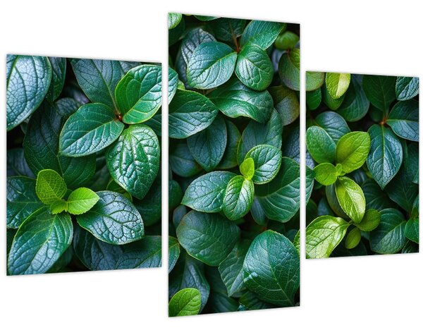 Obraz - Zelené rastliny (90x60 cm)