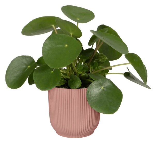Elho plastový kvetináč Vibes fold delicate pink Ø 9 cm