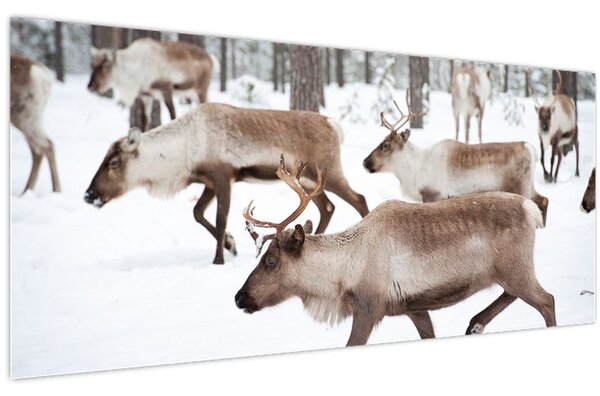 Obraz - Soby (120x50 cm)