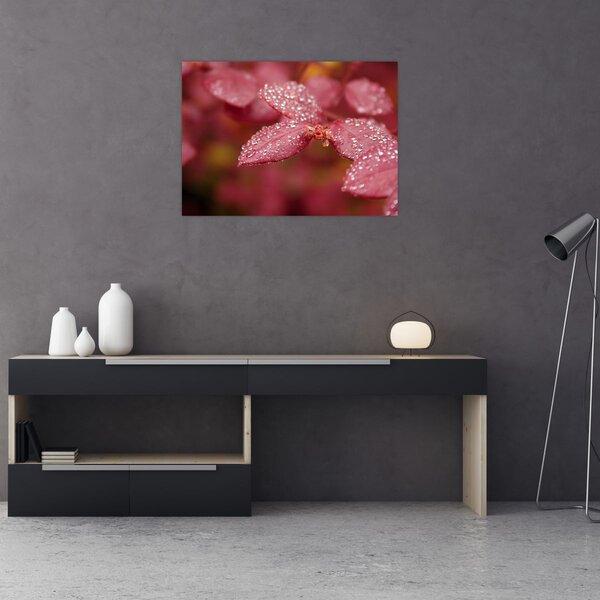 Obraz - Makro snímka lístka (70x50 cm)