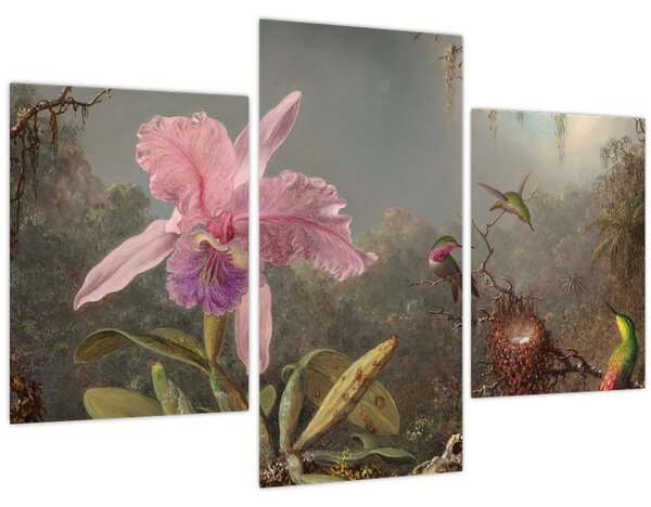 Obraz - Martin Johnson Heade, Cattleya Orchid and Three Hummingbirds, reprodukcia (90x60 cm)