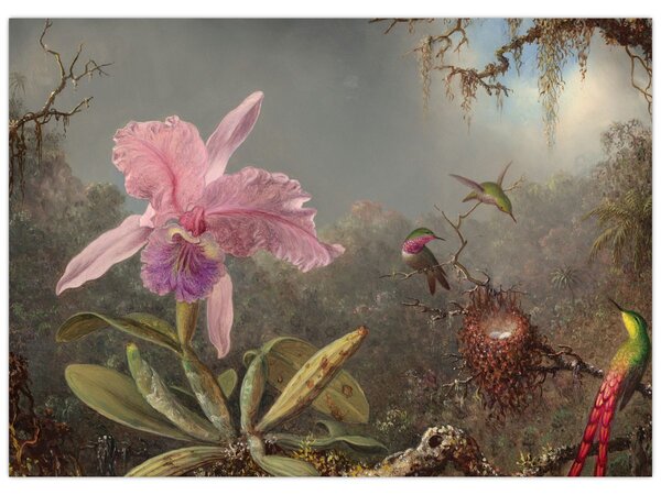 Obraz - Martin Johnson Heade, Cattleya Orchid and Three Hummingbirds, reprodukcia (70x50 cm)