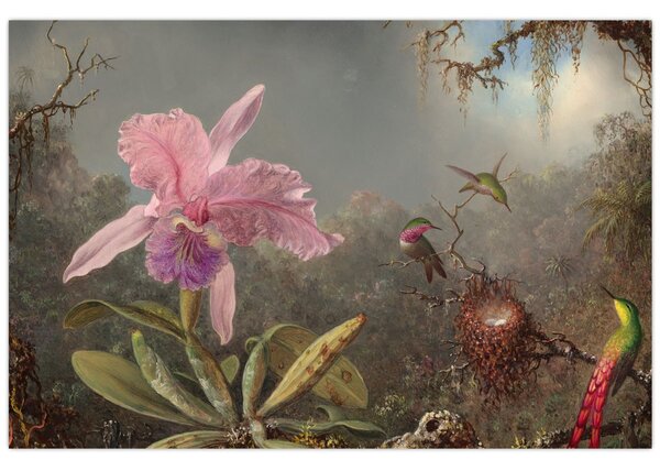 Obraz - Martin Johnson Heade, Cattleya Orchid and Three Hummingbirds, reprodukcia (90x60 cm)
