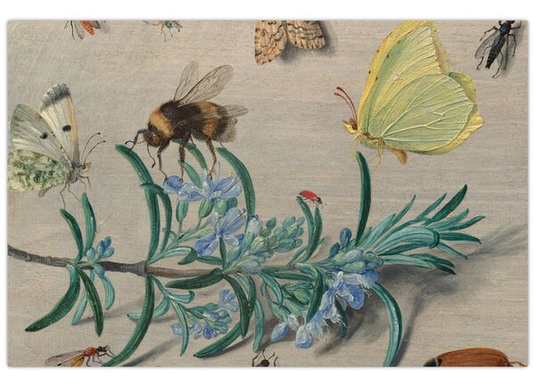 Obraz - Jan van Kessel the Elder, Insects and a Sprig of Rosemary, reprodukcia (90x60 cm)