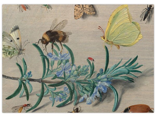 Obraz - Jan van Kessel the Elder, Insects and a Sprig of Rosemary, reprodukcia (70x50 cm)