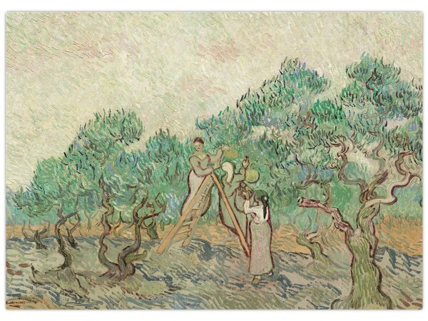 Obraz - Vincent van Gogh, The Olive Orchard, reprodukcia (70x50 cm)