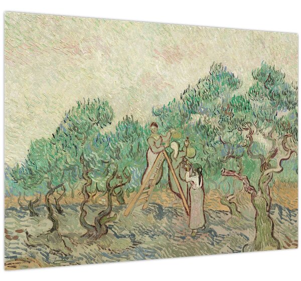 Obraz - Vincent van Gogh, The Olive Orchard, reprodukcia (70x50 cm)