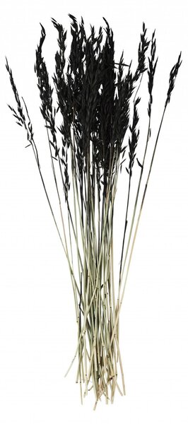 Dekoratívne sušené kvety Black 85 cm