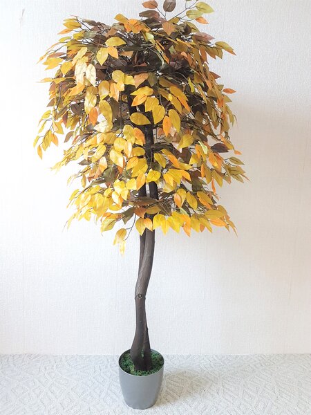 Fikus jesenný- 160cm