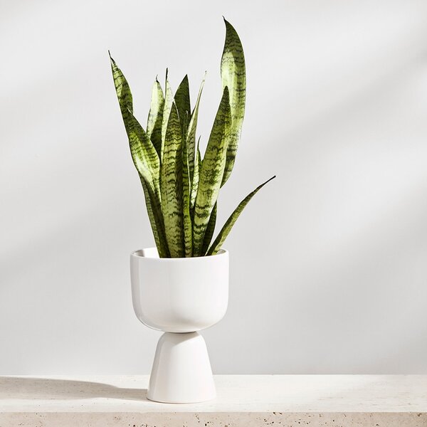Iittala Kvetináč Nappula S, biely