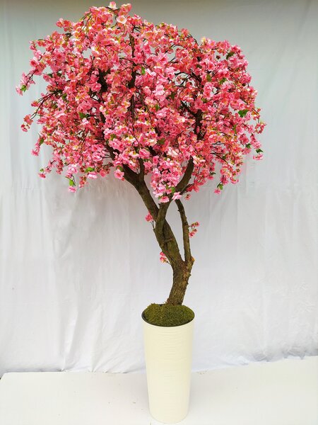 Japonská čerešňa- gigant 200cm