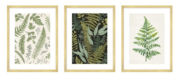 Obrazy v súprave 3 ks 30x40 cm Fern – knor