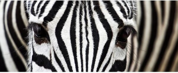 Panoramatická fototapeta - Zebra