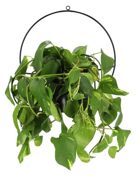 Čierny nástenný držiak na kvetináč Esschert Design Planter