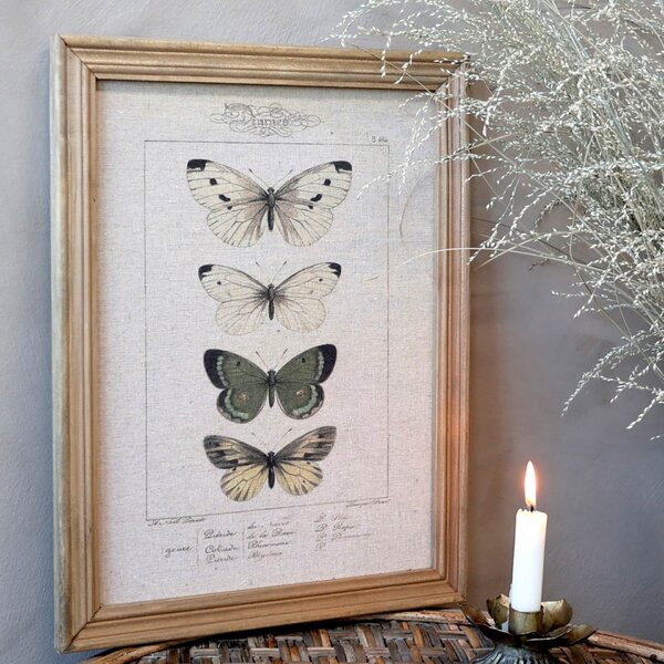 Botanický obraz v ráme Butterflies 43x33 cm