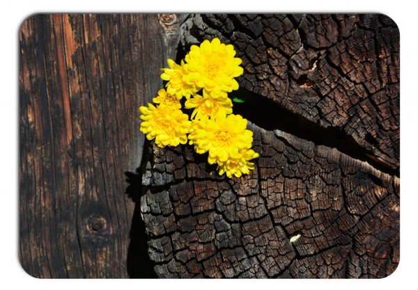 Prestieranie - 077, Žlté kvety na starom dreve