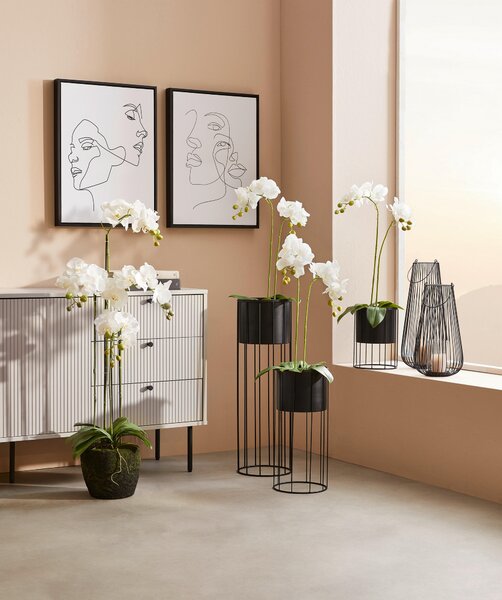 ORCHIDEA 100 cm - Kvety & kvetináče, Online Only