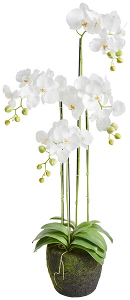 ORCHIDEA 100 cm - Kvety & kvetináče, Online Only