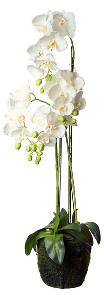 ORCHIDEA 100 cm - Kvety & kvetináče, Online Only
