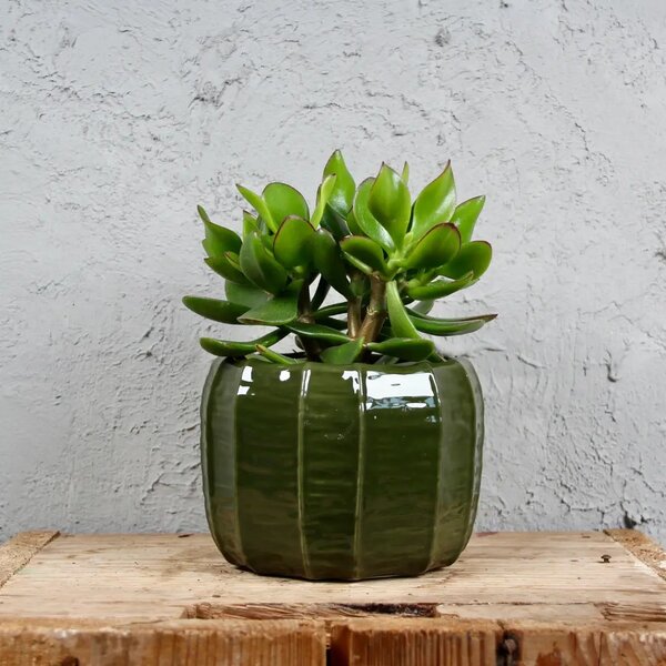 Kvetináč Verde tmavozelený Ø 12 cm