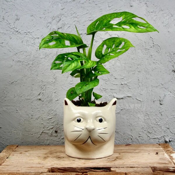 Kvetináč CAT Ø 9 cm