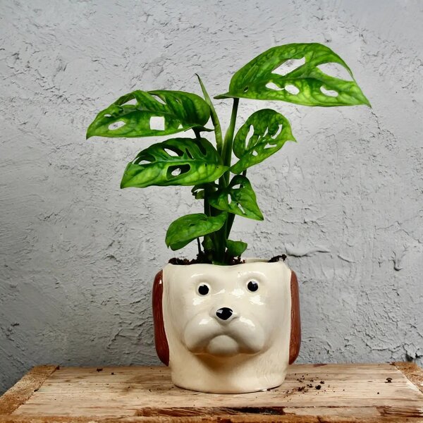 Kvetináč DOG Ø 9 cm