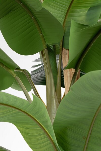 BANANA umelá rastlina V320cm