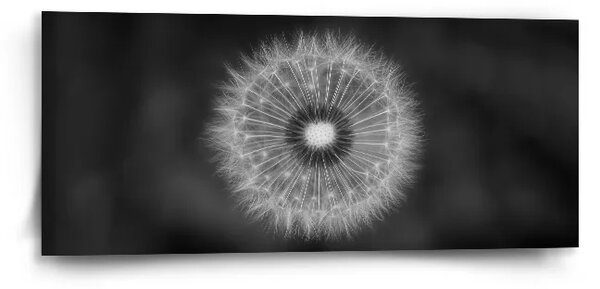 Sablio Obraz Čierno-biela púpava - 110x50 cm