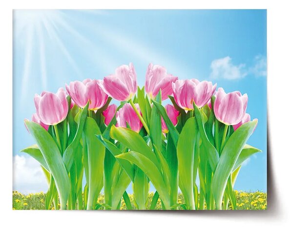 Sablio Plagát Ružové Tulipány - 60x40 cm