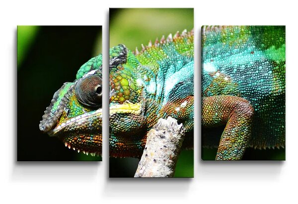 Sablio Obraz - 3-dílný Chameleón - 75x50 cm